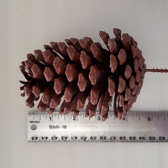 8 Extra Large Natural Pinecones - Picture 2 of 5